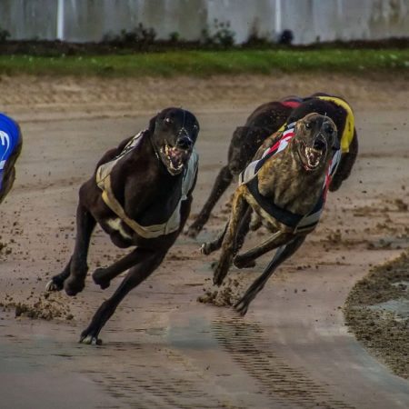 GBGB hits out at “misguided” calls to ban greyhound racing in Britain