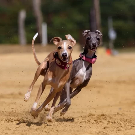 Animal welfare groups call for end to greyhound racing in Scotland